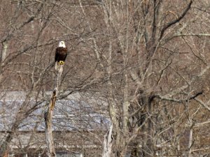 Bald Eagle