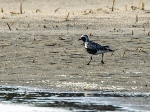 Black-bellied Plover