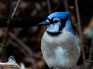 Blue Jay
