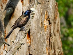 Common Grackle