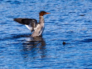 Common Merganser