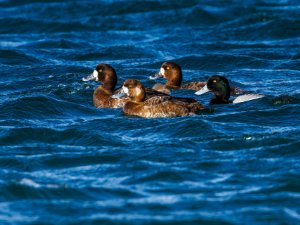 Greater Scaup
