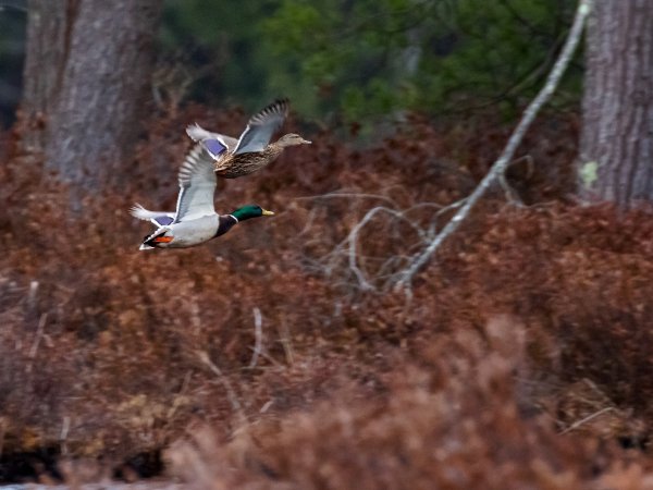 Mallard