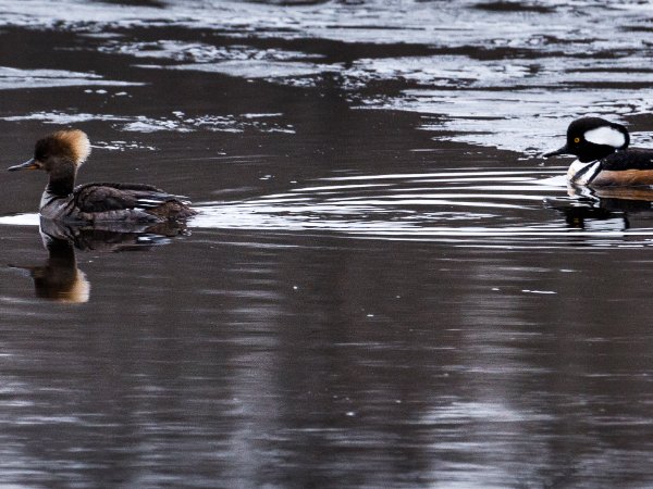 Merganser