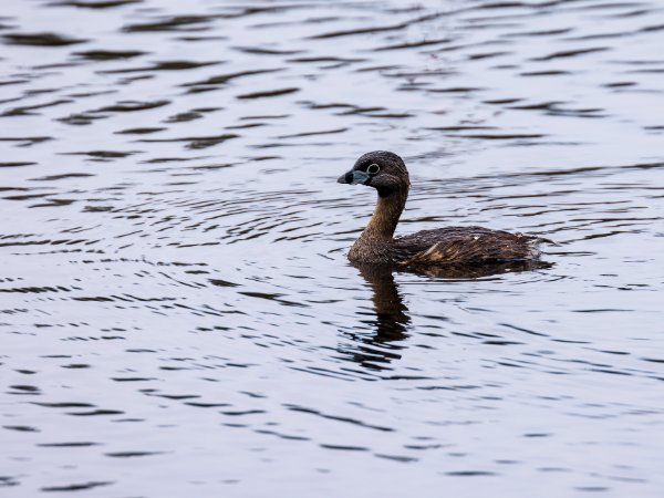 Pied-billed Grebe