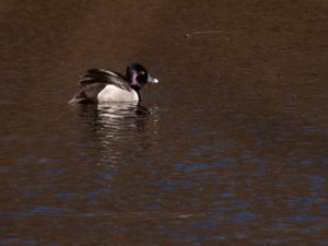 Ring-Necked Duck