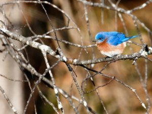Eastern Bluebird