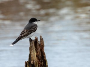 Eastern Kingbird