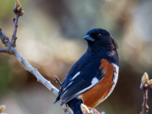Eastern Towhee