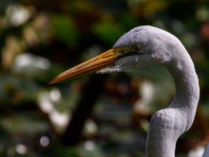 Great Egret