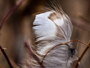 Feathers