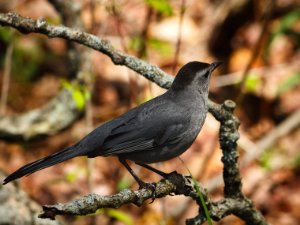 Gray Catbird