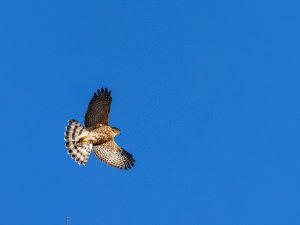 Cooper's Hawk