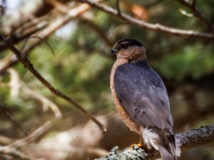 Sharp-shinned Hawk