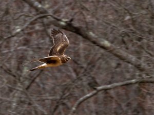 Northern Harrier