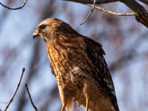 Red Shouldered Hawk