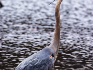 Great Blue Heron