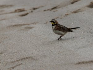 Horned Lark