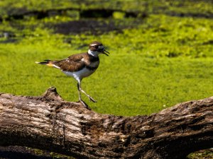 Killdeer