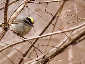 Kinglets