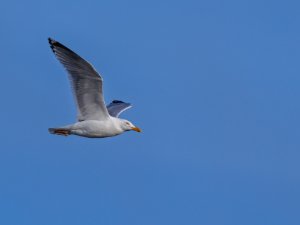 Leser Black-backed Gull