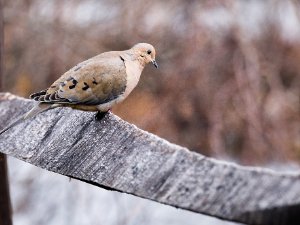 Mourning Dove