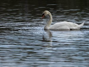 Mute Swan