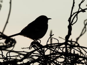 Northern Mockingbird