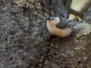 Nuthatch