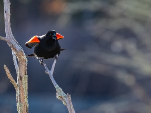Red-Winged Blackbird