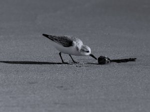 Sanderling