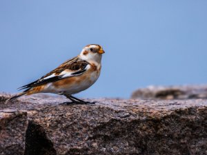 Snow Bunting