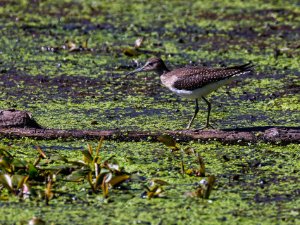 Solitary Sandpiper