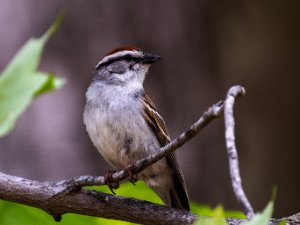 Chipping Sparrow