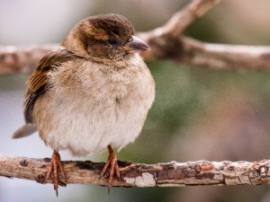 House Sparrow House Sparrow