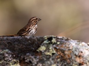 Song Sparrow