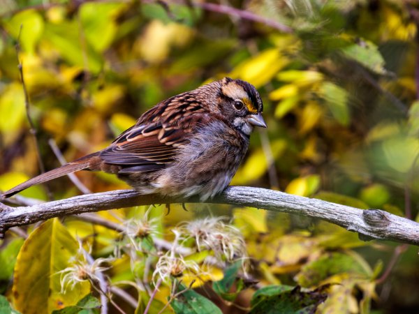 White-Throated