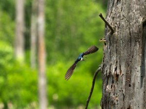 Tree Swallow