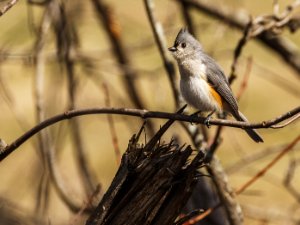 Tufted Titmouse