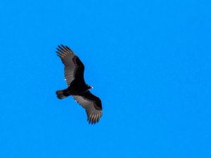 Turkey Vulture