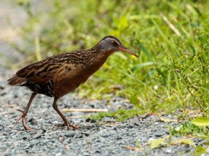 Virginia Rail
