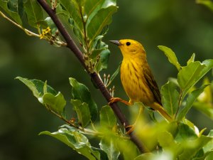 Amaerican Yellow Warbler