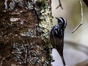 Black and White Warbler