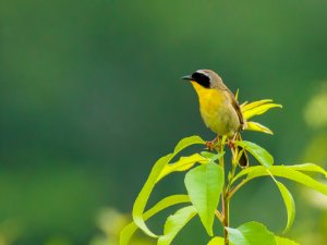 Common Yellowthroat