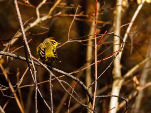 Palm Warbler