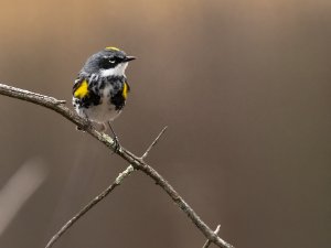 Yellow Rumped Warbler