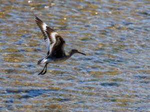 Willet