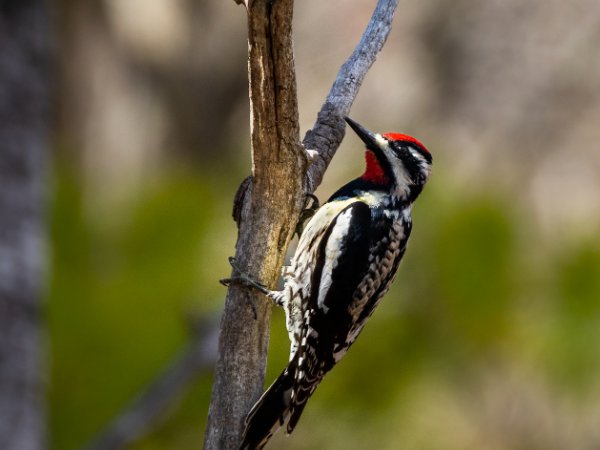 Yellow-Bellied Sapsucker