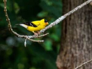 American Goldfinch
