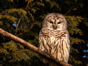 Barred Owl